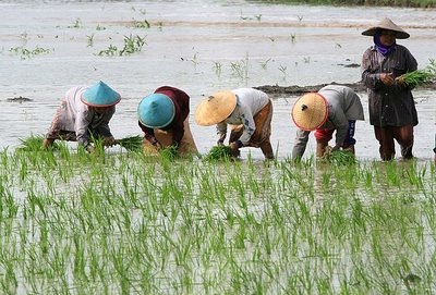 Musim Hujan Ganggu Produksi Hortikultura