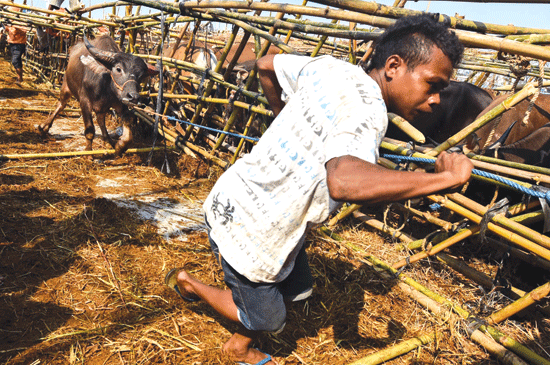 Impor Sapi Tambah Jadi 300.000 Ekor