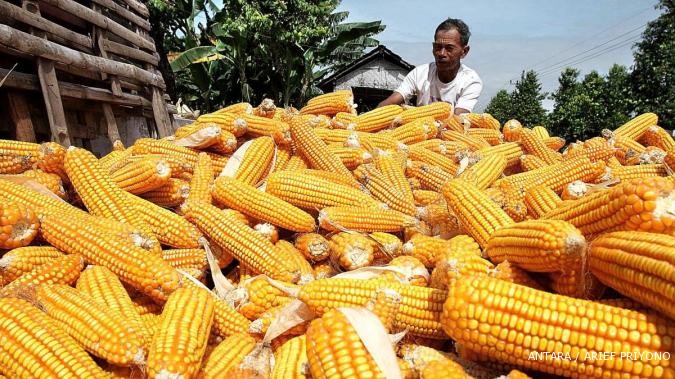 Jagung India Banjiri Sumut