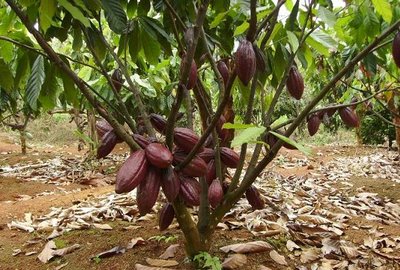 Konsumsi Meningkat, Kakao Sumut Bisa Terangkat