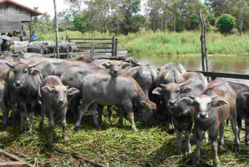 Pedagang Respon Positif Impor Daging Kerbau