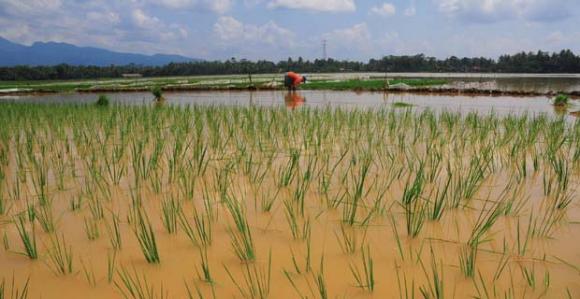 Lahan Padi yang Gagal Panen Kena Banjir Hanya 1,99% dari Area Tanam