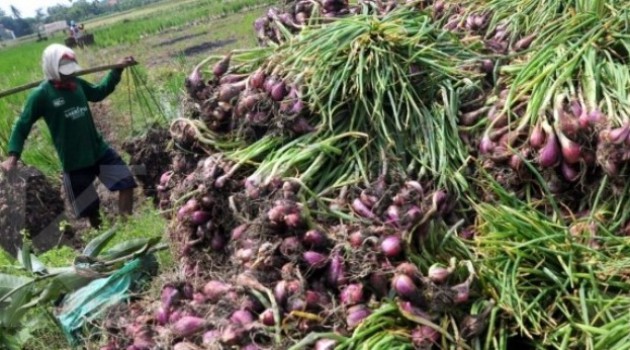 Minat Petani Kembangkan Bawang Merah Dataran Rendah Minim