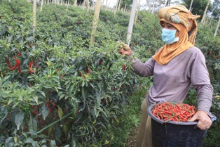 Petani Gambas Laut Panen Cabai Merah Melimpah