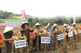 Bupati Hadiri Panen Raya Jagung Hibrida di Blang Gandai