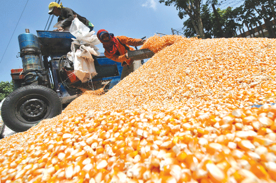 Panen Raya Jagung