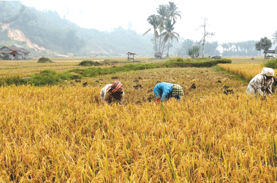 Petani Patumbak Gagal Panen