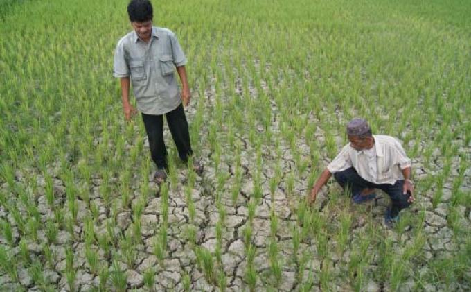 Ratusan Ha Padi di Aceh Besar Terancam Gagal Panen