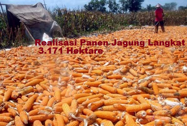 Realisasi Panen Jagung Langkat 3.171 Hektare