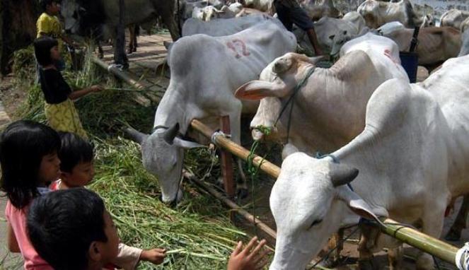 Kementan Jamin Proses Izin Impor Sapi 3 Jam