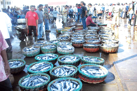 Tangkapan Melimpah, Harga Ikan Anjlok